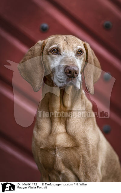 Magyar Vizsla Portrait / NW-01172