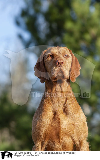 Magyar Vizsla Portrait / MW-10856