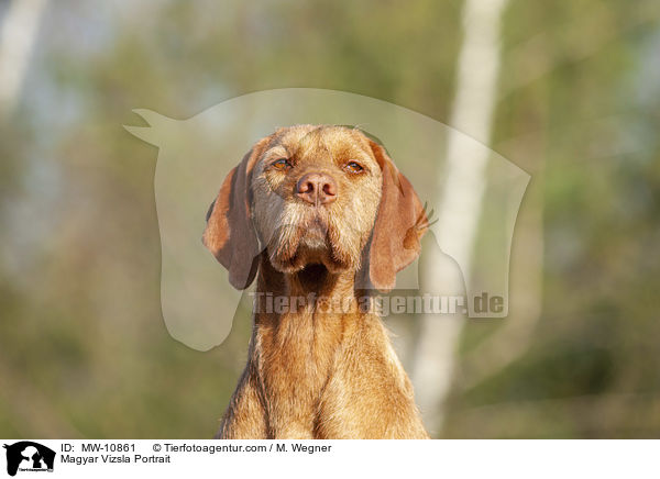 Magyar Vizsla Portrait / MW-10861