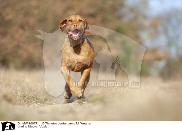 running Magyar Vizsla / MW-10877