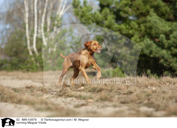 running Magyar Vizsla / MW-10879