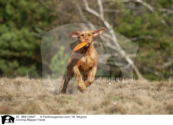 running Magyar Vizsla / MW-10887