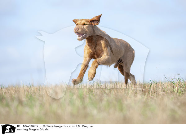 running Magyar Vizsla / MW-10902