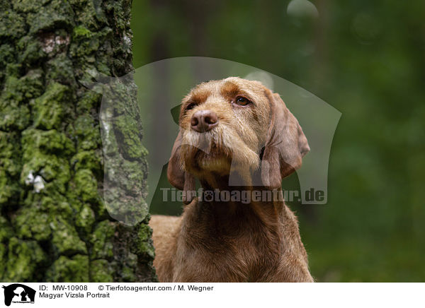 Magyar Vizsla Portrait / MW-10908