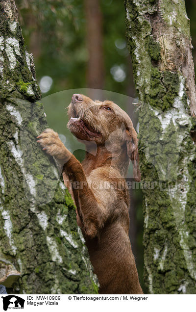 Magyar Vizsla / MW-10909