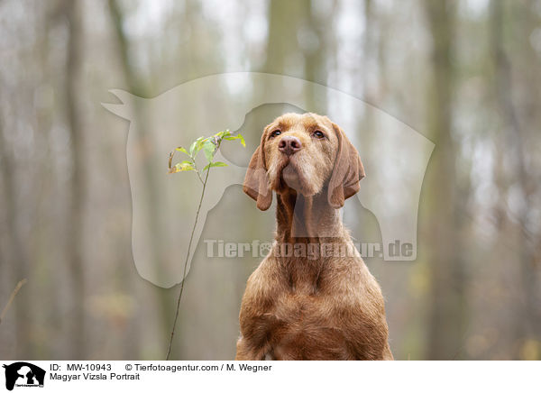Magyar Vizsla Portrait / MW-10943