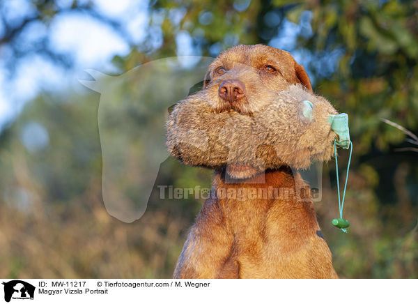 Magyar Vizsla Portrait / MW-11217