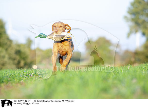 running Magyar Vizsla / MW-11224