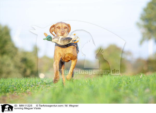 running Magyar Vizsla / MW-11225