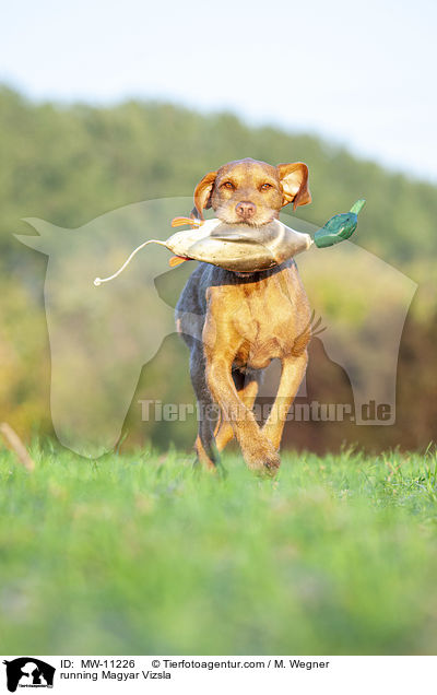 running Magyar Vizsla / MW-11226
