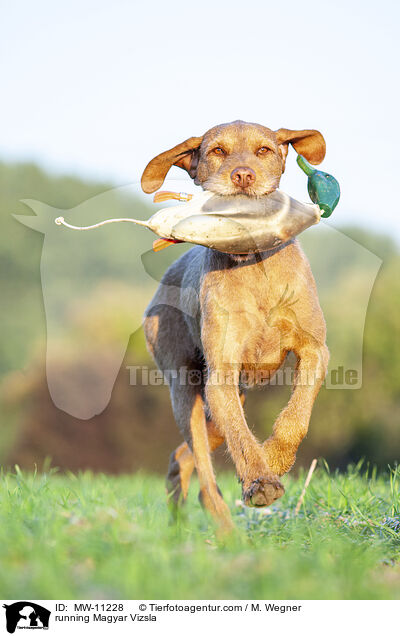 running Magyar Vizsla / MW-11228