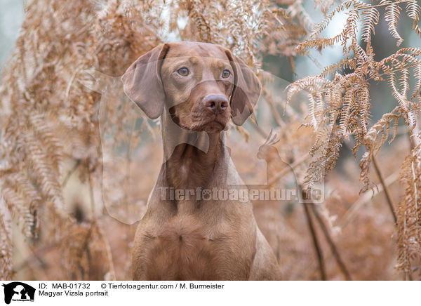 Magyar Vizsla Portrait / Magyar Vizsla portrait / MAB-01732