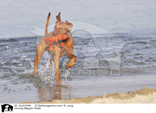 running Magyar Vizsla / KJ-01049