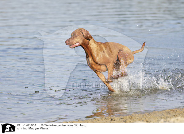 running Magyar Vizsla / KJ-01051