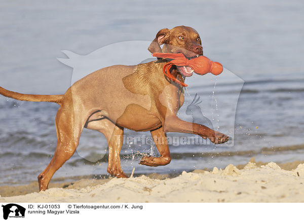 running Magyar Vizsla / KJ-01053