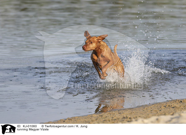 running Magyar Vizsla / KJ-01060