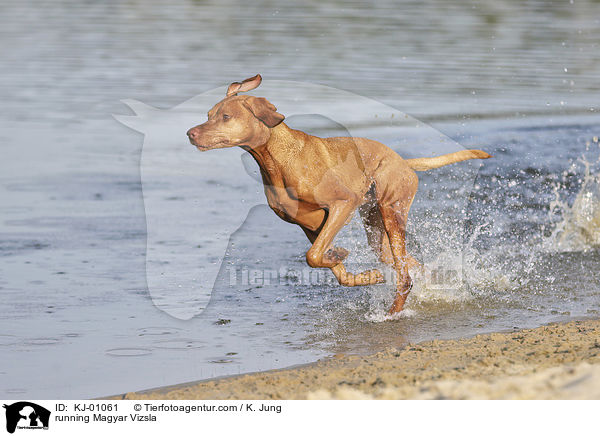 running Magyar Vizsla / KJ-01061