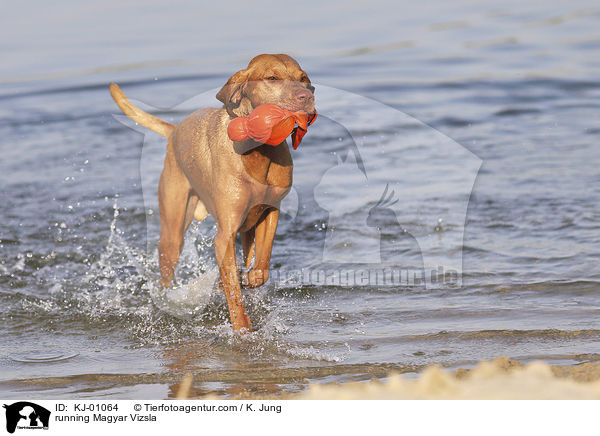 running Magyar Vizsla / KJ-01064