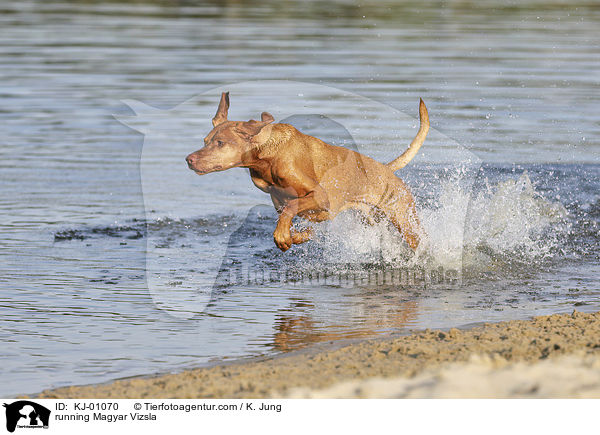 running Magyar Vizsla / KJ-01070