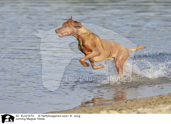 running Magyar Vizsla / KJ-01072