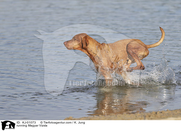 running Magyar Vizsla / KJ-01073