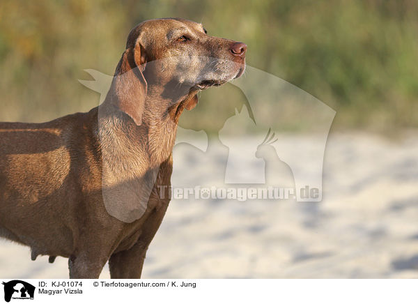 Magyar Vizsla / KJ-01074