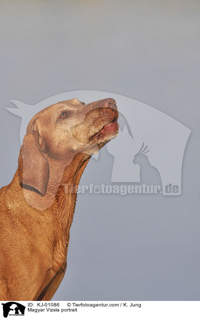 Magyar Vizsla portrait / KJ-01086
