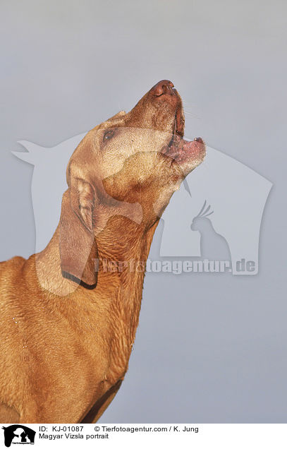 Magyar Vizsla portrait / KJ-01087