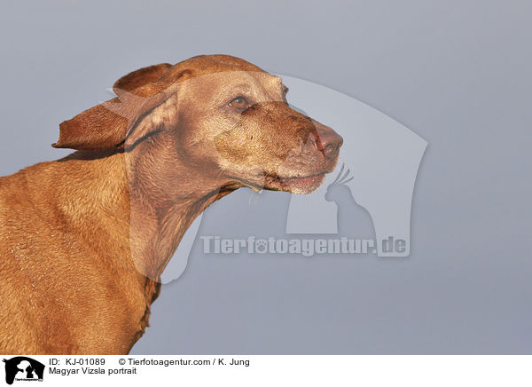 Magyar Vizsla portrait / KJ-01089