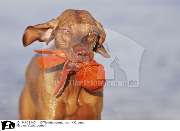 Magyar Vizsla portrait / KJ-01145