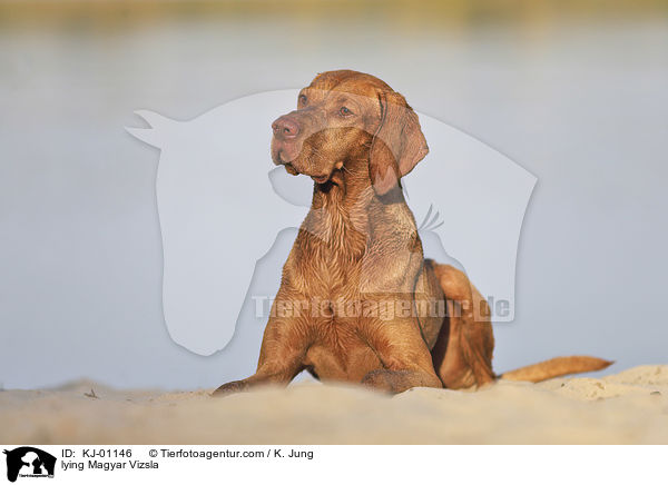 lying Magyar Vizsla / KJ-01146