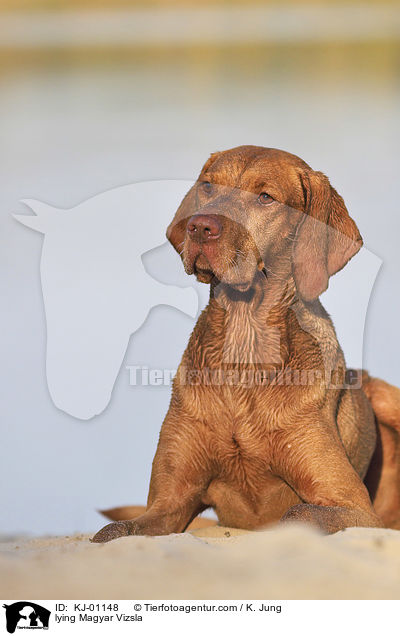 lying Magyar Vizsla / KJ-01148