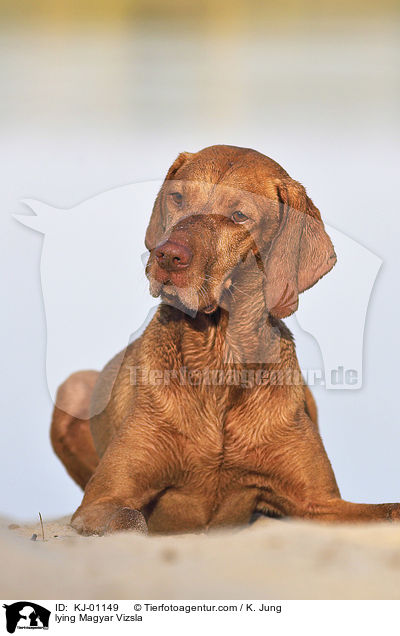 lying Magyar Vizsla / KJ-01149