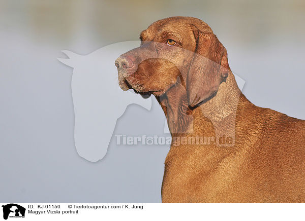 Magyar Vizsla portrait / KJ-01150