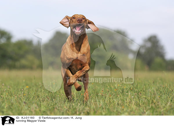 running Magyar Vizsla / KJ-01160