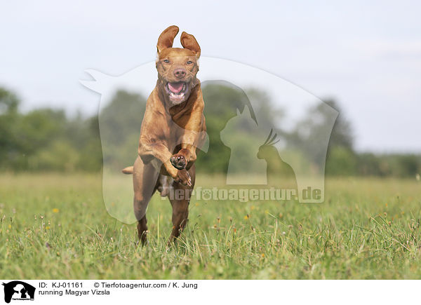 running Magyar Vizsla / KJ-01161