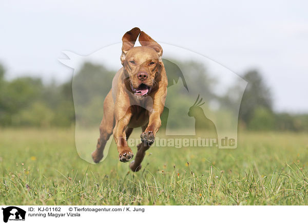 running Magyar Vizsla / KJ-01162