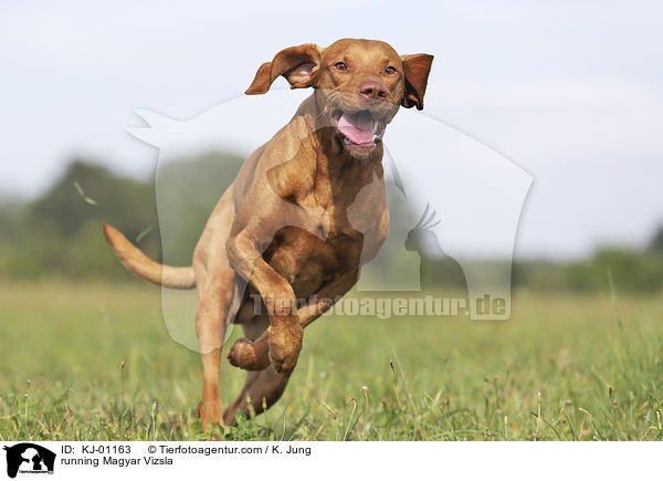 running Magyar Vizsla / KJ-01163