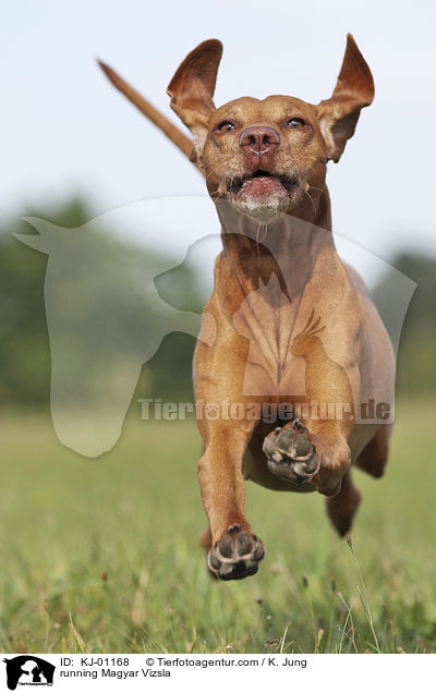 running Magyar Vizsla / KJ-01168