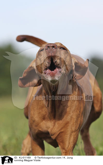 running Magyar Vizsla / KJ-01169