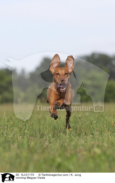 running Magyar Vizsla / KJ-01170