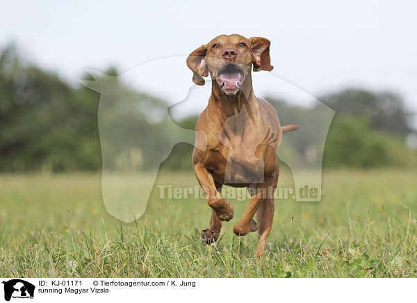 running Magyar Vizsla / KJ-01171