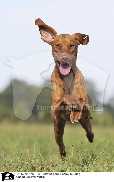 running Magyar Vizsla / KJ-01176