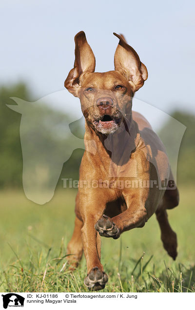 running Magyar Vizsla / KJ-01186