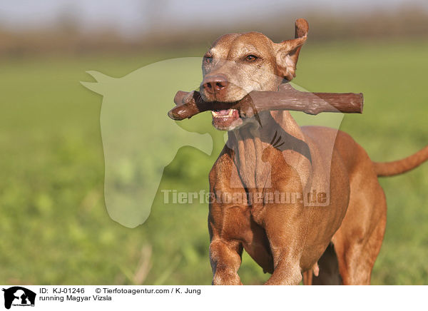 running Magyar Vizsla / KJ-01246