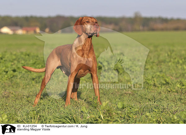 standing Magyar Vizsla / KJ-01254