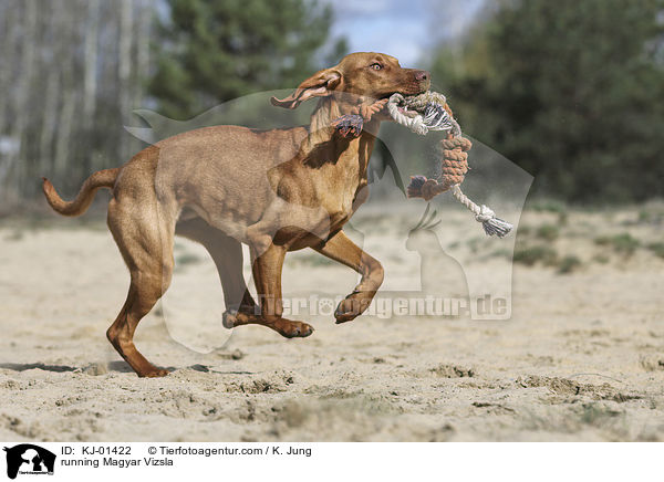 running Magyar Vizsla / KJ-01422