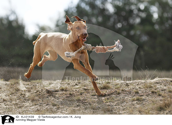 running Magyar Vizsla / KJ-01439