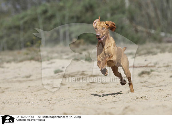 running Magyar Vizsla / KJ-01443