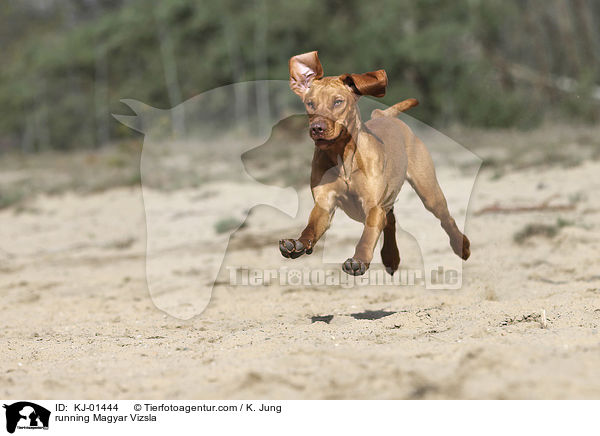 running Magyar Vizsla / KJ-01444